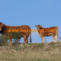 Rallye Velay Auvergne 2009 (132)