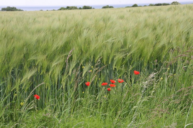 Normandie Mai 2017  (1734).JPG