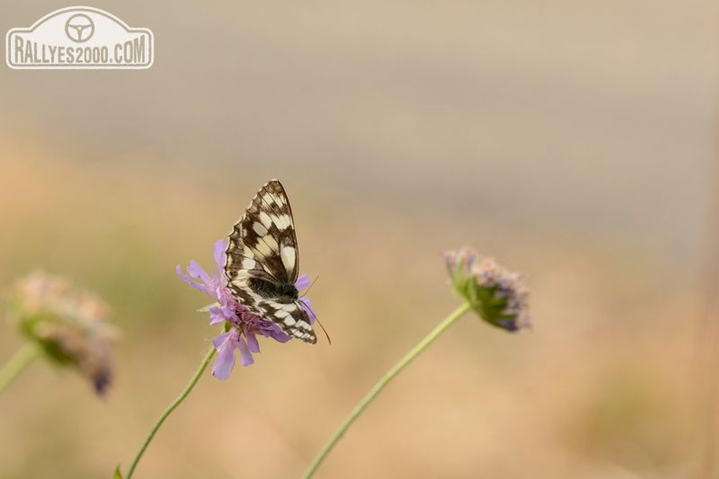 Drome Friedman 15 (109)